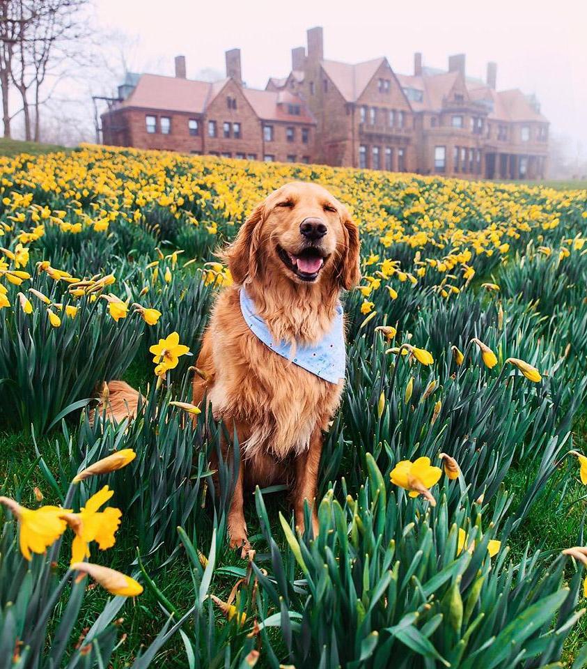 Ο Bennie, ένα Golden Retriever, ποζάρει σε ένα ρετρό αυτοκίνητο, δείχνοντας την αγάπη του για την περιπέτεια.