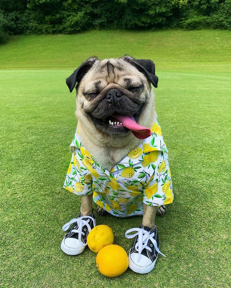Ο Doug the Pug, ένας από τους πιο διάσημους σκύλους του Instagram, ποζάρει με χαρακτηριστικό στυλ.