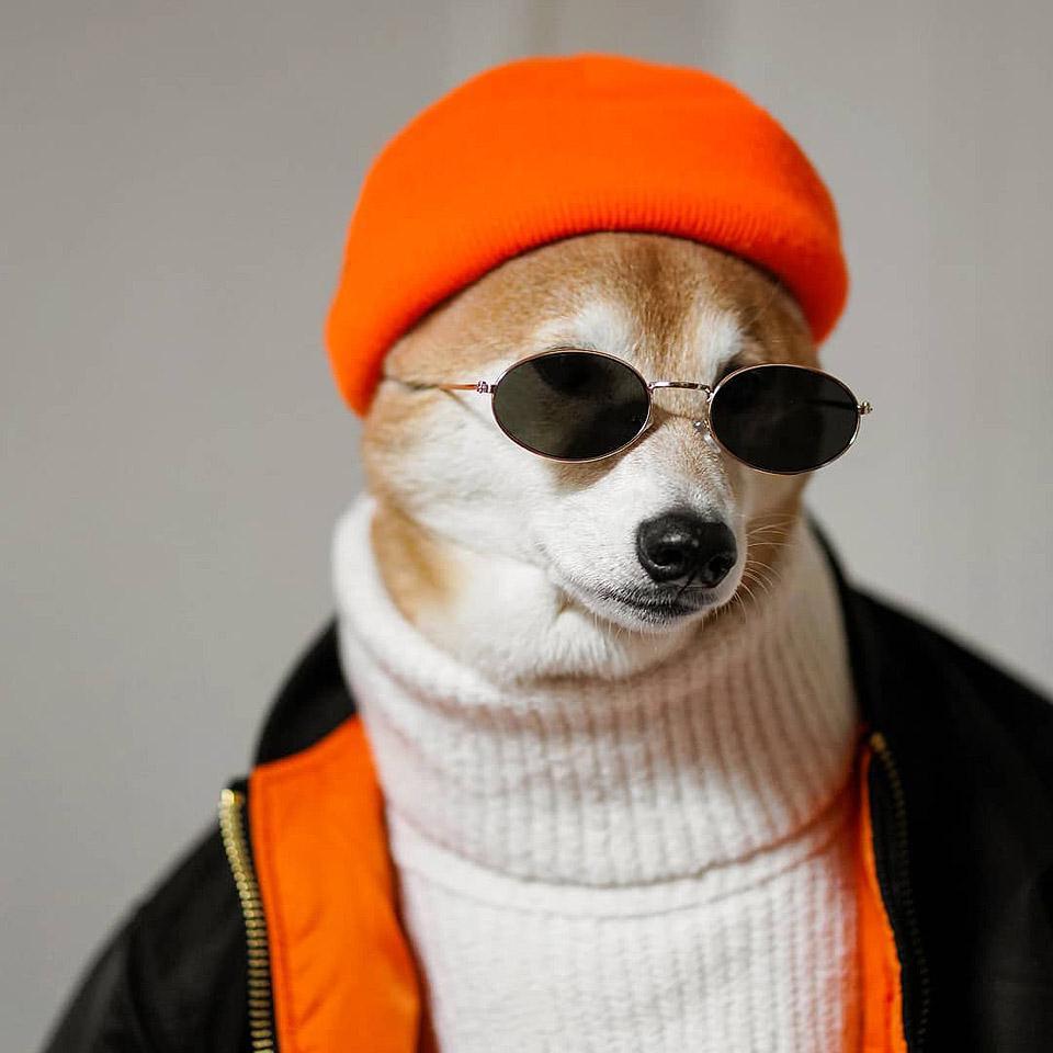 Ο Bodhi, ένα Shiba Inu, ντυμένος με κομψά ανδρικά ρούχα, επιδεικνύοντας το στυλ του.