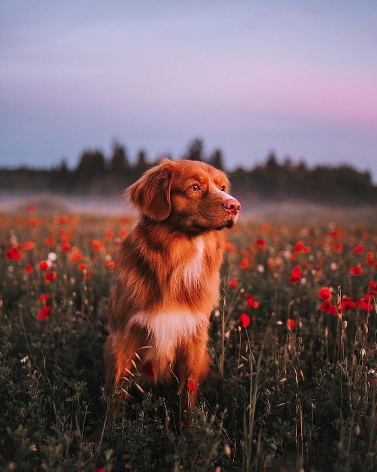 Ο Eddie, ένα Nova Scotia Duck Tolling Retriever, ποζάρει χαριτωμένα σε εξωτερικό χώρο, αναδεικνύοντας την ομορφιά της φύσης.