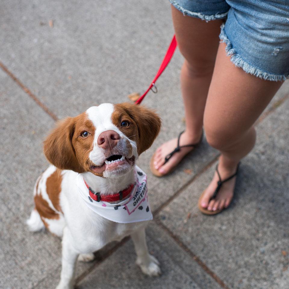 Ο Beau, ένα αξιολάτρευτο Brittany Spaniel, κοιτάζει την κάμερα με μια γλυκιά έκφραση.