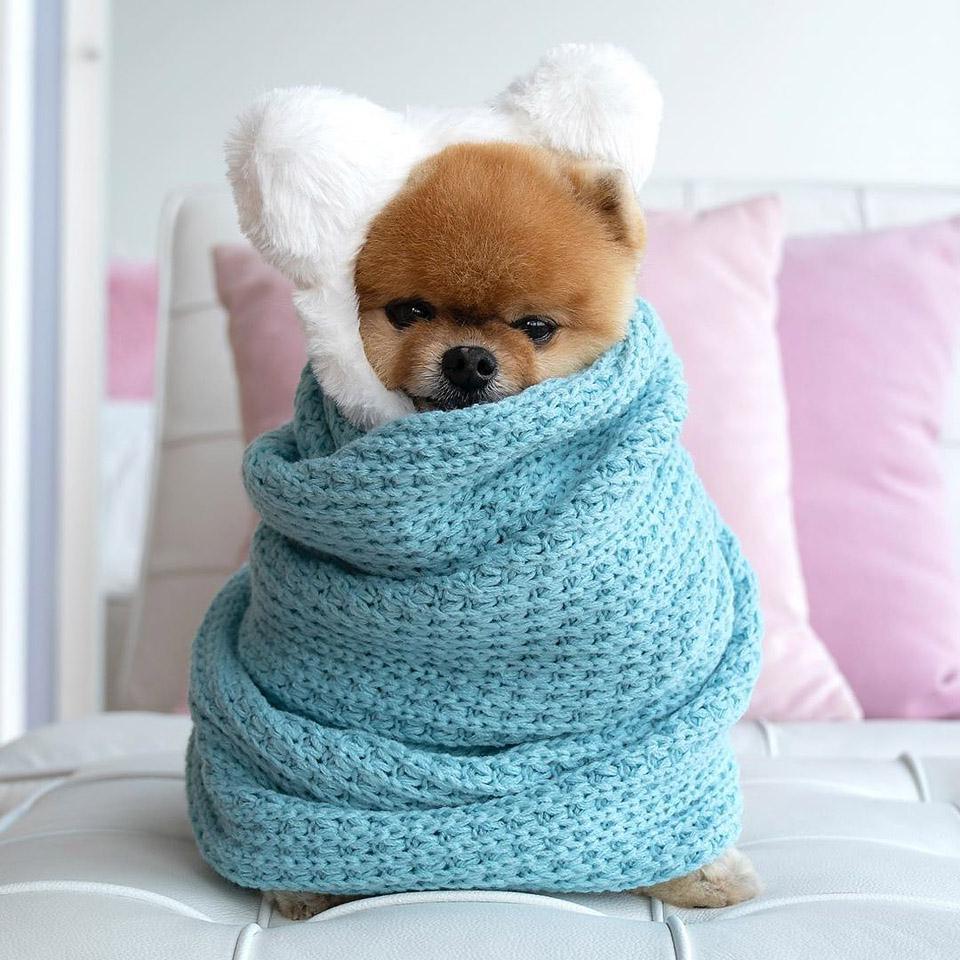 Ο JiffPom, το πιο δημοφιλές σκυλάκι στο Instagram, φορώντας ένα χαριτωμένο hoodie.