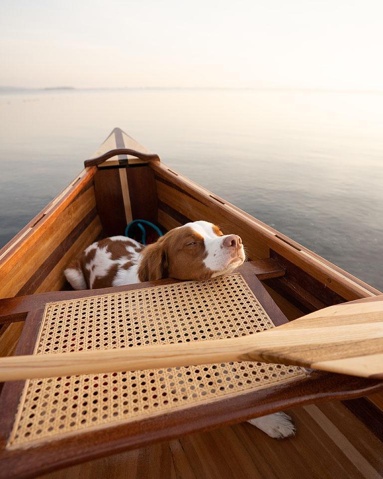 Ο Beau, ένα Brittany Spaniel, ποζάρει γλυκά σε εξωτερικό χώρο, αναδεικνύοντας την προσωπικότητά του.