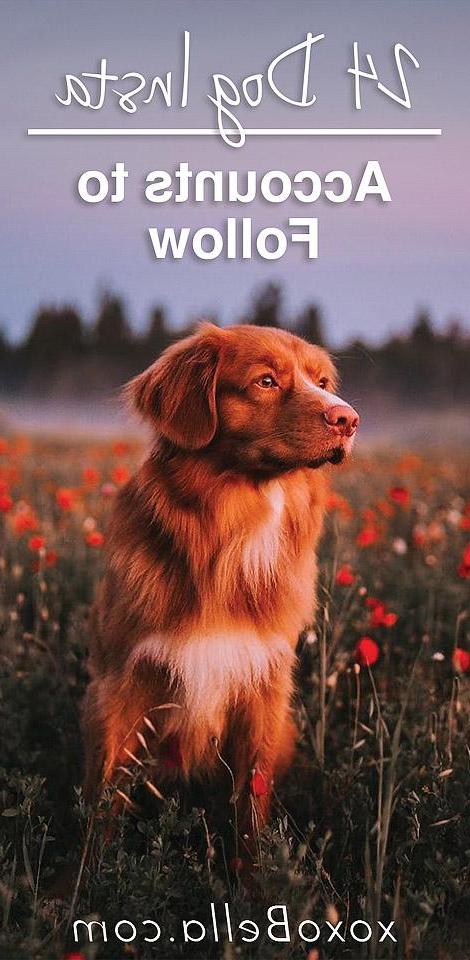 Ένα Brittany Spaniel, ο Beau, ποζάρει χαρούμενος στην φύση, δείχνοντας την αγάπη του για τις εξωτερικές δραστηριότητες.