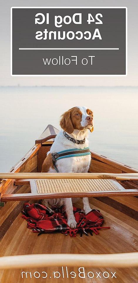 Ο Beau, ένα Brittany Spaniel, κάθεται χαριτωμένα σε ένα μονοπάτι, με την ουρά του να κουνιέται.