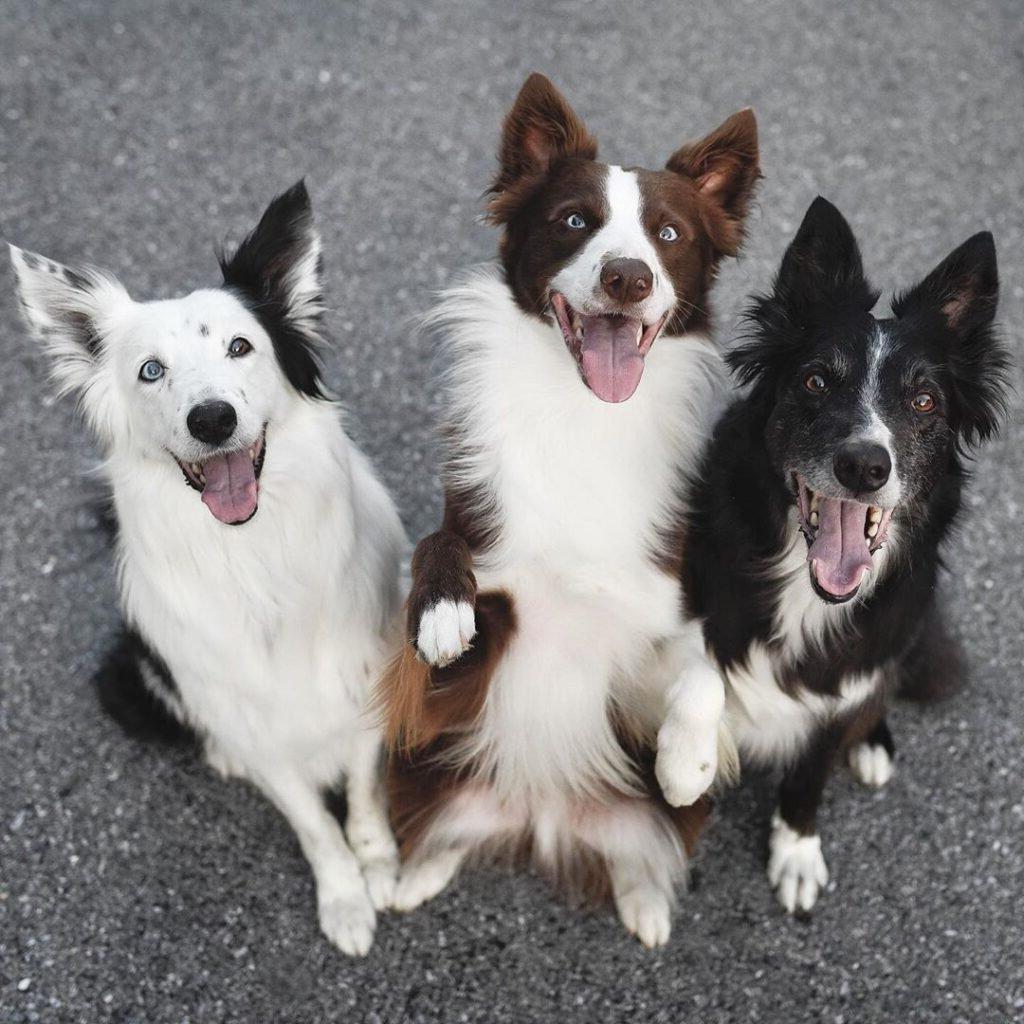 Τρία Border Collie, οι Envy, Zain και Trek, αγκαλιάζονται σε ένα όμορφο τοπίο.
