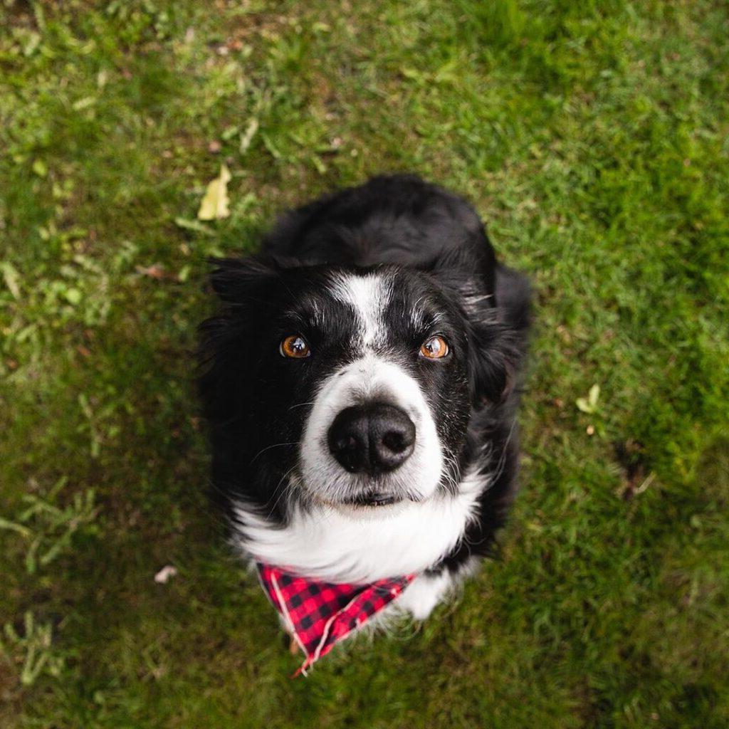 Ο Momo, ένα Border Collie, με την χαρακτηριστική του πόζα που φωτογραφίζεται από τον ιδιοκτήτη του.