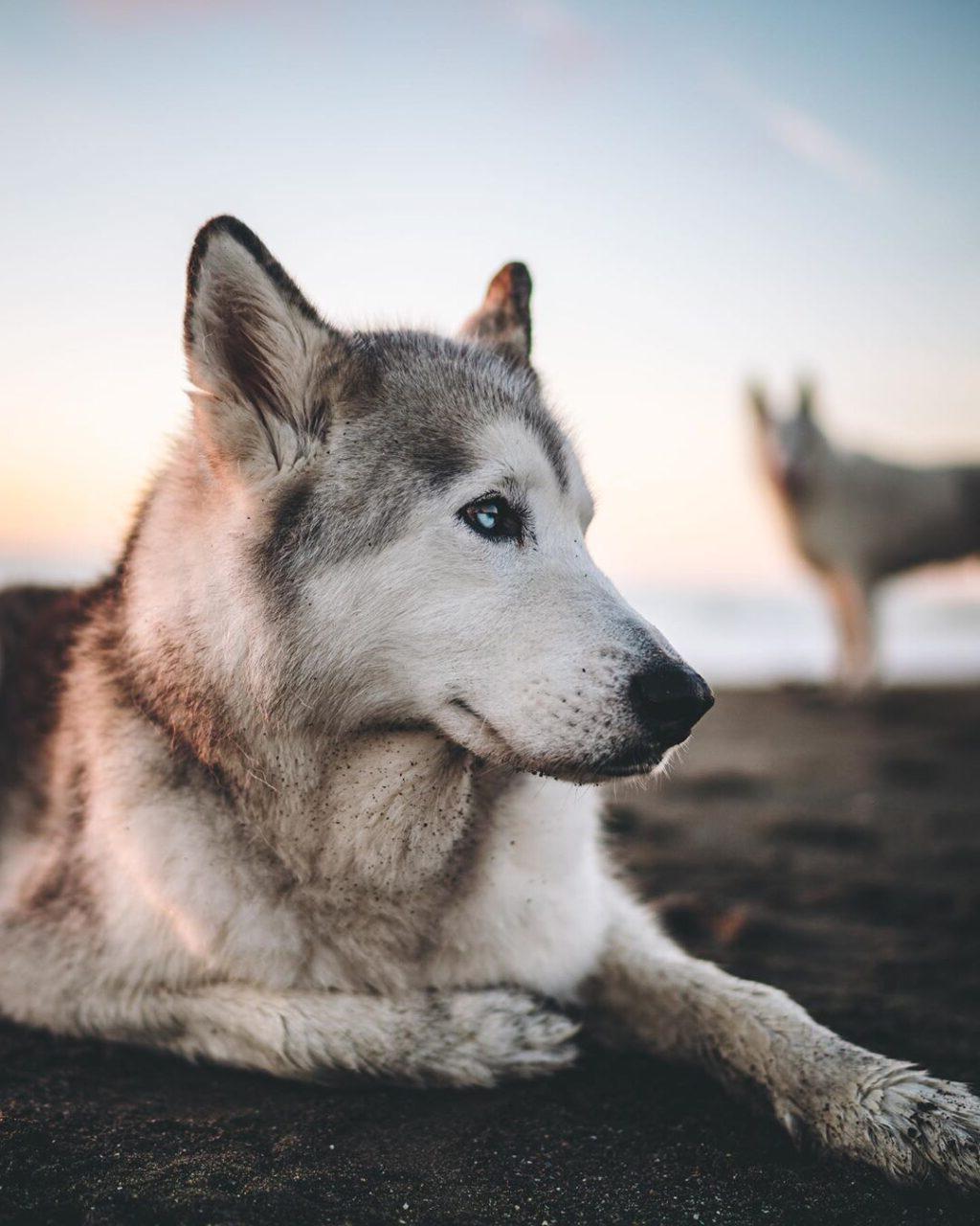 Ο Loki, ένας σκύλος Husky mix, ποζάρει σε ένα μαγευτικό φυσικό τοπίο, έτοιμος για περιπέτεια.