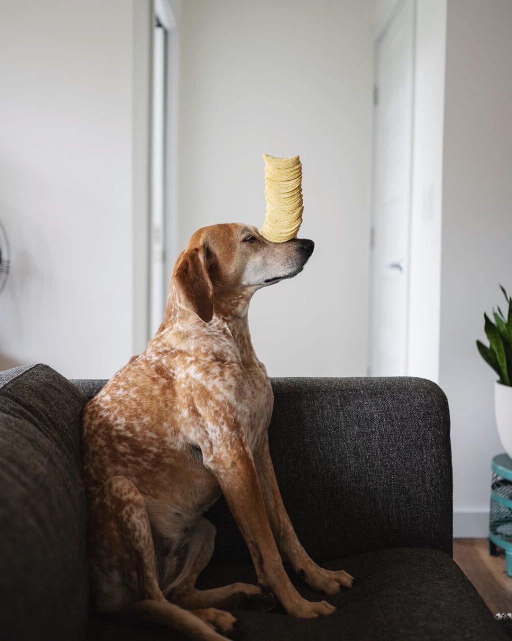 Η Maddie η Coonhound, σε μια από τις χαρακτηριστικές της πόζες, ισορροπώντας πάνω σε διάφορα αντικείμενα.