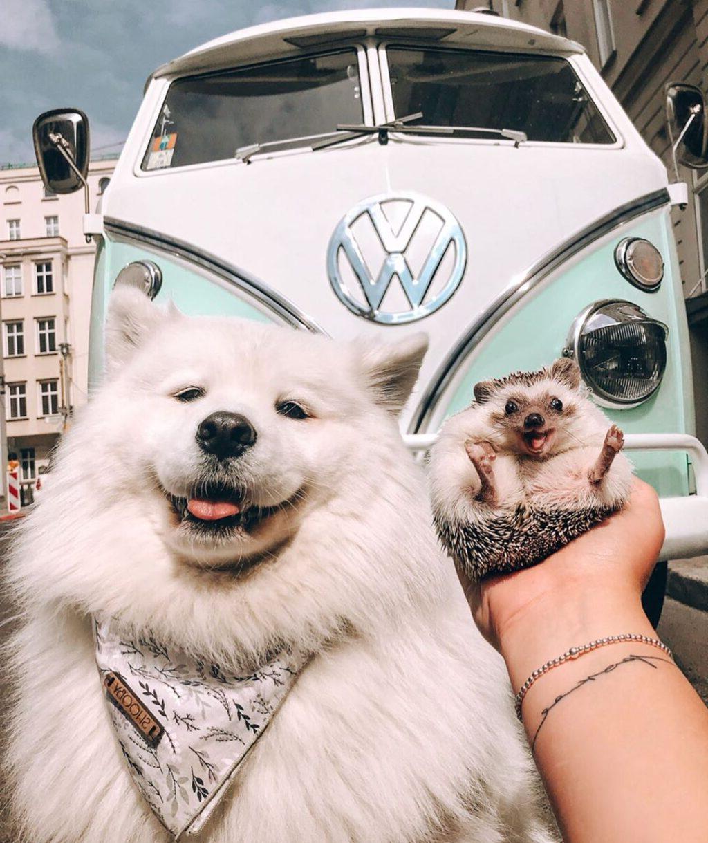 Η Maya η Samoyed, με το πλούσιο λευκό της τρίχωμα, προσφέρει μια αίσθηση ζεστασιάς και χαράς.