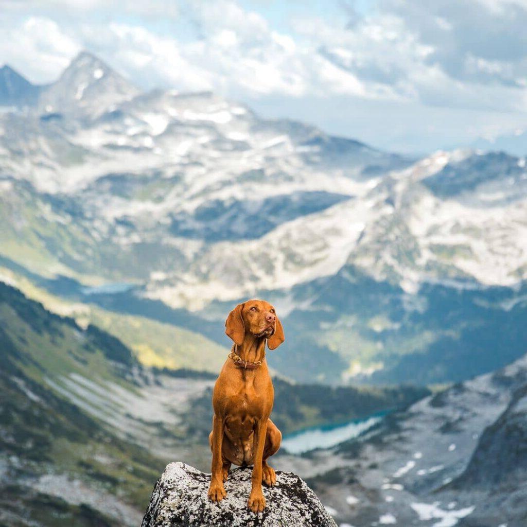 Η Whiskey η Vizsla, ένας περιπετειώδης σκύλος, εξερευνά ένα όμορφο τοπίο.