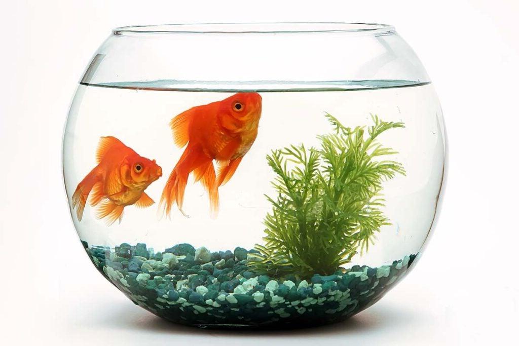 Φροντίδα Ψαριών στις Διακοπές 2 Goldfish fishbowl.